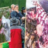 Härtere Gangart beim Wolf abgelehnt