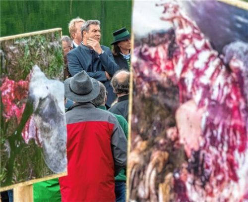 Mit bewegenden Plakaten von gerissenen Schafen machten die Almbauern beim Besuch von Ministerpräsident Markus Söder am Bichlersee (wir berichteten) auf die Situation aufmerksam.Foto DPA
