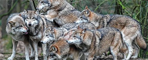 Nach vielen Jahrzehnten kehrt der Wolf nach Aschau zurück. Das Bild zeigt die sieben Jungwölfe.Foto rehberg