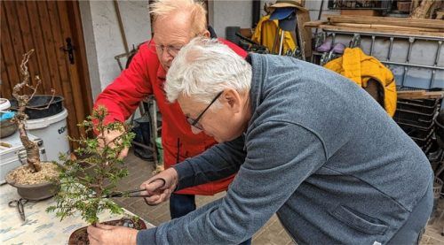 Neuling Manfred Grupp schneidet seine Eibe. Bonsailehrer Werner Porath schaut aufmerksam zu.
