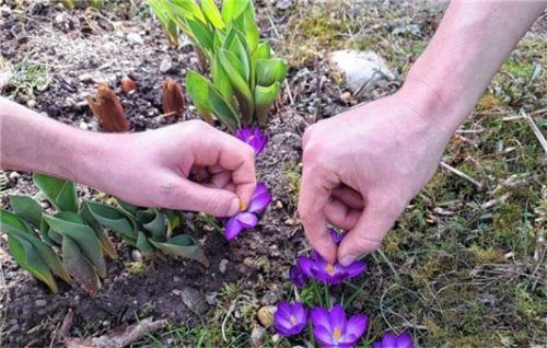 Penibel wird darauf geachtet, dass beim Blütenzupfen nur die gelben Stempel eingesammelt werden.