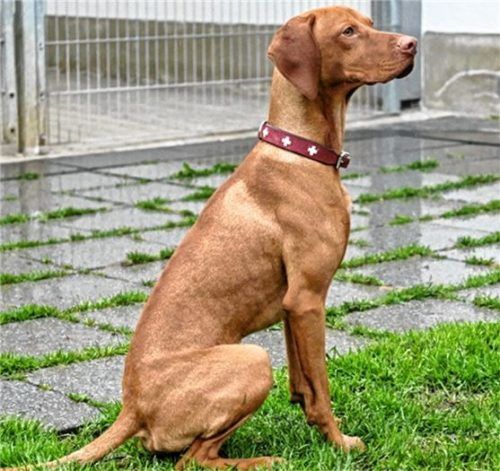 Peterl ist ein einjähriger Magyar Vizsla und wartet im Tierheim Ostermünchen auf ein neues Zuhause. Foto  Re