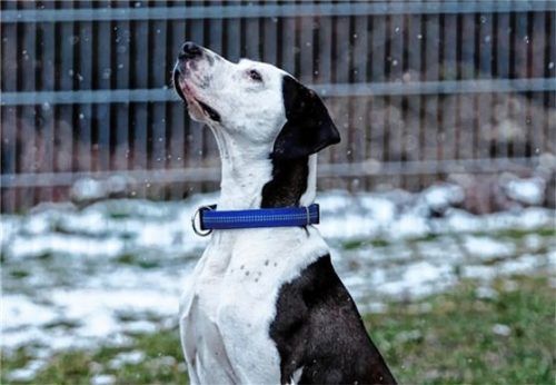 Powerhund Goofy sucht standfeste Besitzer mit Unternehmungslust. Foto re