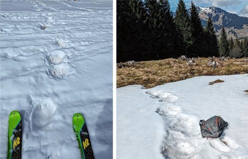 Spuren im Schnee: Die Bärenspuren am Sudelfeld – fotografiert von einem Skitourengeher aus Schloßberg. Foto re
