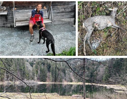 Tod am sonst so friedlichen Bichlersee: Sigi Niemeyer und Mischling Sunny fanden das tote Reh. Hat erneut ein Wolf zugeschlagen? Foto privat/Niemeyer