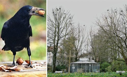 Waren die vorher schon da? Auch die Saatkrähen-Nester rund um die Kurpark-Voliere wurden bei der Erhebung mit erfasst. Fotos dpa/Stadt Bad Aibling