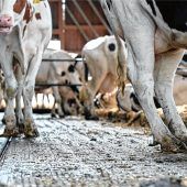 Bestürzung nach Tiertragödie