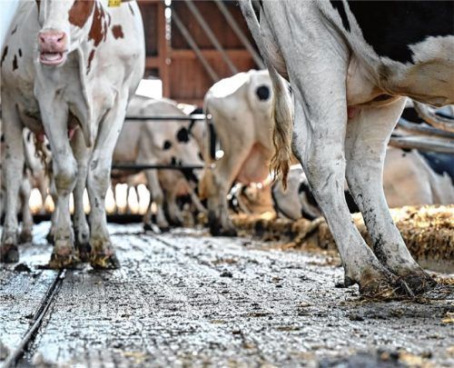 96 völlig verwahrloste Kühe konnten aus dem massiv verschmutzten Stall in Rimsting gerettet werden. Fotos dpa/Berger