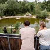 Münchner Anwalt will Braunbärin Gaia retten