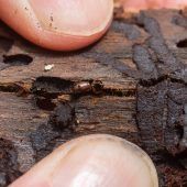 Borkenkäfer schwärmt wieder: Große Schäden drohen