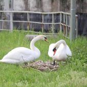 Schwanendrama am Isarkanal