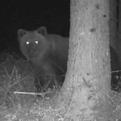 Bär im Landkreis Traunstein gesichtet
