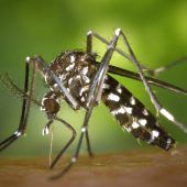 Gefährliche Insekten