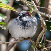 Vogelbeobachter ziehen erste Bilanz