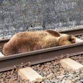 Bär von Zug erfasst und getötet