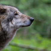 Wolfsverordnung als „billiges Wahlkampfthema“