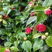 Kamelien erblühen im Vorgarten