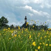 Wolkengewölbe über sattem Grün mit goldgelben Blüten
