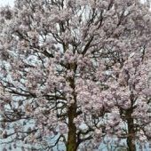 Kaiserbäume blühen in der Stadt