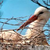 Ein kleines Storchen-Wunder in Pang