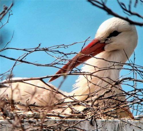 Anfang März hat sich ein junges Weißstorch-Pärchen auf einer Nisthilfe entlang der Panger Felder eingerichtet. Foto  Schlegl-Kofler