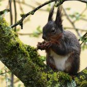 Eichhörnchen am Apfelbaum