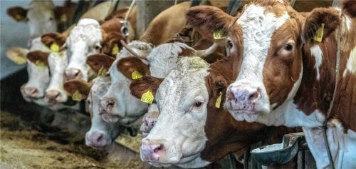 Blick in einen Kuhstall (Symbolbild). Wie konnte die Situation in einem Stall in der Gemeinde Rimsting derart entgleisen, unterliegen doch Tierhalter einer Vielzahl von Kontrollen?Foto dpa
