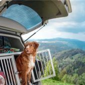 Entspannt in den Urlaub mit Hund