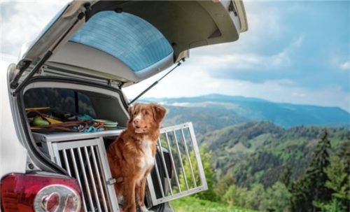 Damit sich der Hund wohlfühlt, sollten gewohnte Gegenstände mit in den Urlaubsort genommen werden. Foto djd/Agila/annaav - stock.adobe.com
