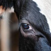 Beschämendes Wegschauen