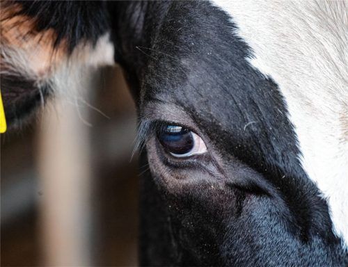 Das Leid der Kühe im Stall von Rimsting hat die Region erschüttert. Und viele beschäftigt die Frage: Wie konnten die eklatanten Missstände in dem bäuerlichen Betrieb so lange unentdeckt bleiben? Foto dpa