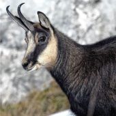 Zwei Hunde reißeneine junge Gams
