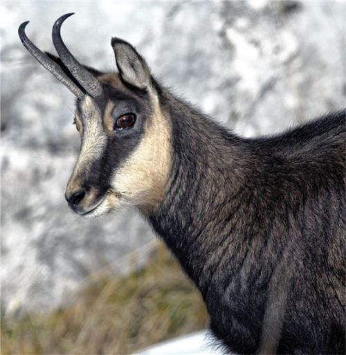Die Gams hat in den bayerischen Alpen neben Hunden auch mit dem Klimawandel, der Ausbreitung von Raubtieren wie Wolf oder Luchs und Störungen durch Touristen zu kämpfen. Foto dpa