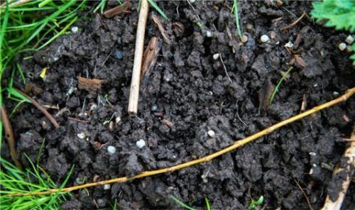 Die kleinen Kunststoffkügelchen wurden nicht nur in Seen gefunden – auch in Maulwurfshügeln tauchten sie auf. Foto re