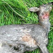 Neues Tierdrama: Doch mehr Wölfe?