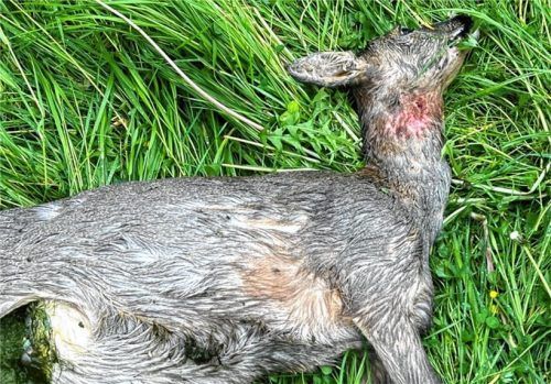 Ein nahe Nußdorf aufgefundenes, totes Reh. War es erneut ein Wolf? Foto  Dettendorfer