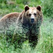 „Basta!“ beim Beutegreifer ein Bärendienst?