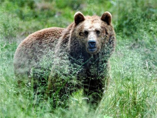Er ist wieder da – und viele wünschen ihn sich wieder weit weg. Der Bär (hier ein Archivbild) erhitzt Bayerns Gemüter und auch die Diskussion um den Wolf hält an. Foto dpa