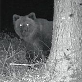 Bär in Siegsdorf: Nachdenken über Abschuss