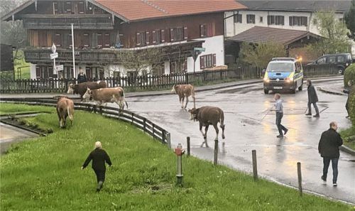 Freilaufende Rinder an der Kreuzung zwischen Mühlen- und Schrofenstraße. Foto privat