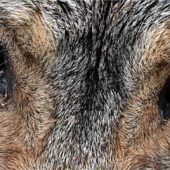 Wölfe im Wahljahr – weg damit!