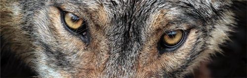 Im Fokus der Öffentlichkeit: Die Zahl der Wölfe nimmt deutschlandweit zu. Foto dpa