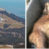 „Dann setzt der Jagdtrieb ein”