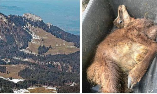 Im Waldgebiet links von der Lagler-Hütte haben die rund 50 Gämsen am Heuberg laut Jäger Georg Höhensteiger eigentlich ihre Ruhe. An der toten Gams fand er Blutspuren am Hals. Fotos re