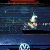 Polizei rettet Hund aus Hitze-Auto