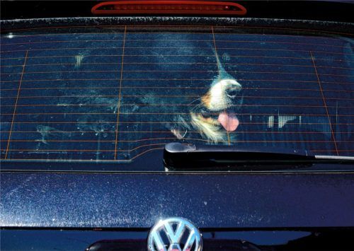 Immer wieder kommt es vor, dass Hundebesitzer ihren Vierbeiner bei Hitze im Auto lassen – auch in Rosenheim. Foto Symbolbild: Axel Heimken