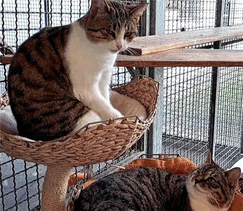 Katzenmama Lotty (rechts) und ihre Tochter Lucia suchen ein gemeinsames Zuhause. Foto re