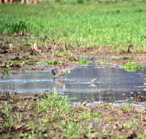Nassstellen und feuchte Senken auf Ackerflächen sind wichtige Rastplätze für durchziehende Vogelarten, hier ein Kampfläufer (links) und mehrere Bruchwasserläufer. Foto Reinhard Bauer