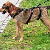 Mischlingsrüde sucht nach Körbchen