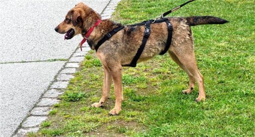 Niko besitzt Temperament und möchte gemeinsam mit seinen neuen Besitzern lernen. Foto re